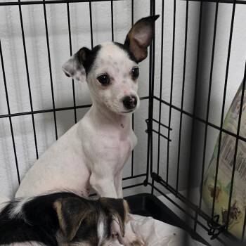 Mickie -  Chihuahua and Yorkshire Terrier Dog for Adoption in Goltry, Oklahoma - Mickie | PetCurious