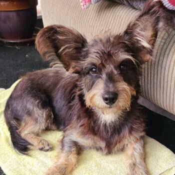 Louie -  Schnauzer and Yorkshire Terrier Dog for Adoption in Lake Worth Beach, Florida - Louie | PetCurious