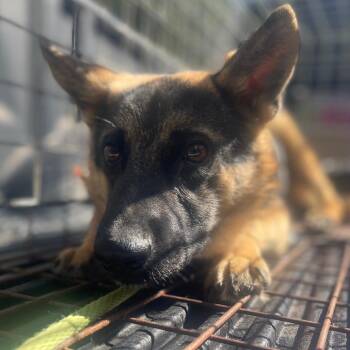 Joker -  German Shepherd Dog Dog for Adoption in Valley, Alabama - Joker | PetCurious