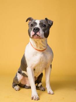 Pit Bull Terrier and Mixed Breed Dogs Available for Adoption in Atlanta, Georgia - Clay Co. | PetCurious