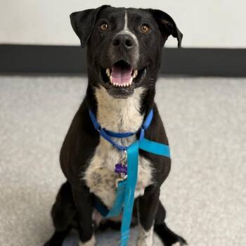 Luna -  Border Collie and Pit Bull Terrier Dog for Adoption in Durango, Colorado - Luna | PetCurious