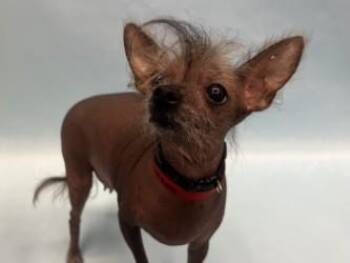 Pinto -  Chinese Crested Dog and Mixed Breed Dog for Adoption in Golden Valley, Minnesota - Pinto | PetCurious