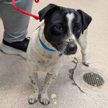 Jack Russell Terrier and Terrier Dogs Available for Adoption - Max3 | PetCurious