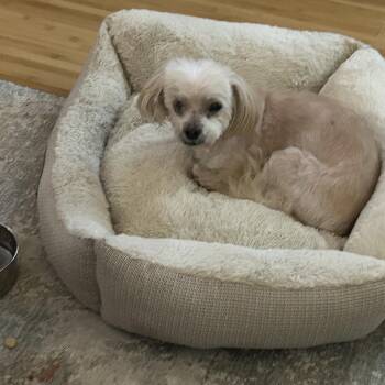 Bear -  Maltese and Poodle Dog for Adoption in Austell, Georgia - Bear | PetCurious