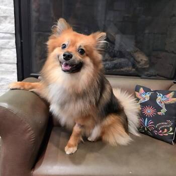 Okie Dokie -  Pomeranian Dog for Adoption in Oak Brook, Illinois - Okie Dokie | PetCurious