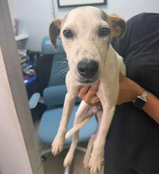 Dawson - Sweetest Boy with the Saddest Story -  Beagle and Pit Bull Terrier Dog for Adoption in Carolina, Carolina - Dawson - Sweetest Boy With The Saddest Story | PetCurious