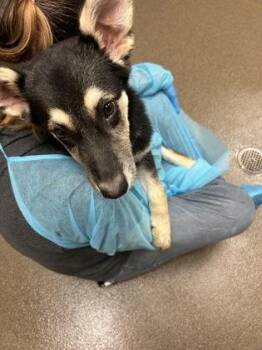 Roo -  Mixed Breed Dog for Adoption in Wichita, Kansas - Roo | PetCurious