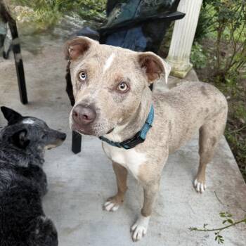 KAI (Handsome, Loving, Sweet, Loves Dogs, Gentle, Friendly to Al -  Catahoula Leopard Dog Dog for Adoption in Houston, Texas - KAI (Handsome, Loving, Sweet, Loves Dogs, Gentle, Friendly To Al | PetCurious
