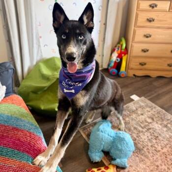 Skye Blue The Blue Eyed Beauty -  Husky and German Shepherd Dog Dog for Adoption in Friendswood, Texas - Skye Blue The Blue Eyed Beauty | PetCurious