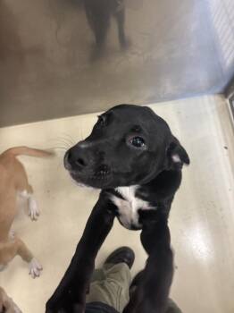 Shepherd Dogs Available for Adoption in Kalamazoo, Michigan - Finnick | PetCurious