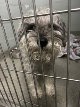 Mixed Breed Dogs Available for Adoption - Doodles | PetCurious