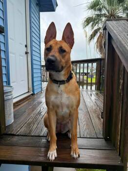 Kimber -  Mixed Breed and Pit Bull Terrier Dog for Adoption in Lockhart, Texas - Kimber | PetCurious
