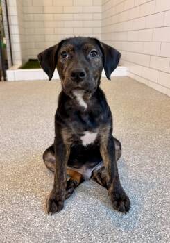 Odin -  Hound and Mixed Breed Dog for Adoption in Minneapolis, Minnesota - Odin | PetCurious