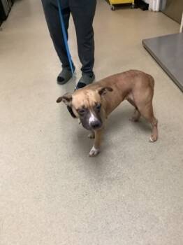 Rescue Pit Bull Terrier and Mixed Breed Dogs for Adoption in Fort Worth, Texas - 59717462 | PetCurious