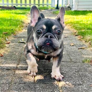 Cora -  French Bulldog Dog for Adoption in Huber Heights, Ohio - Cora | PetCurious