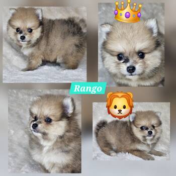 Pomeranian Dogs Available for Sale in Laredo, Texas - Rango | PetCurious