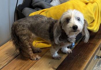 Dachshund and Shih Tzu Dogs Available for Adoption in Bartlesville, Oklahoma - Libby | PetCurious