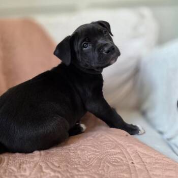 Border Collie and Mixed Breed Dogs Available for Adoption in Kansas City, Missouri - Aster | PetCurious