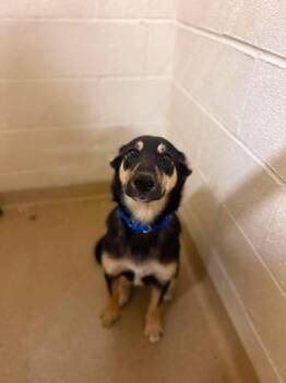 Posh Spice -  Mixed Breed Dog for Adoption in West Chester, Pennsylvania - Posh Spice | PetCurious