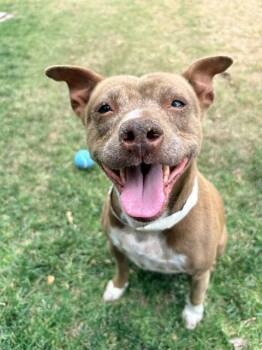 Pit Bull Terrier and Mixed Breed Dogs Available for Adoption in Riverside, California - CHICHI | PetCurious