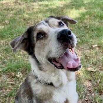 Super Trooper -  Australian Shepherd and Catahoula Leopard Dog Dog for Adoption in Pilot Point, Texas - Super Trooper | PetCurious