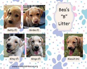 Bea s B Litter -  Labrador Retriever and Yellow Labrador Retriever Dog for Adoption in Middletown, Rhode Island - Bea S B Litter | PetCurious