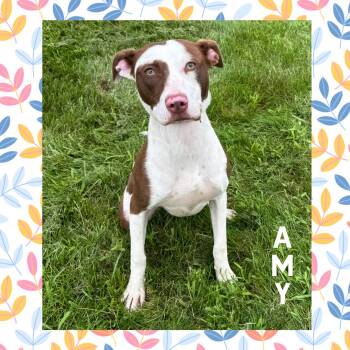 Amy -  Terrier Dog for Adoption in Mokena, Illinois - Amy | PetCurious