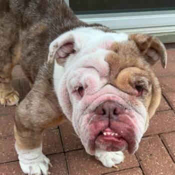 Summer -  English Bulldog Dog for Adoption in Austin, Texas - Summer | PetCurious