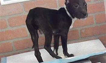 A2098307 -  Staffordshire Bull Terrier and Mixed Breed Dog for Adoption in Houston, Texas - A2098307 | PetCurious