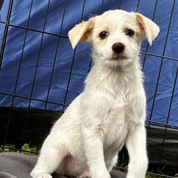 Rescue Miniature Poodle and Chihuahua Dogs for Adoption in San Diego, California - Tempo | PetCurious
