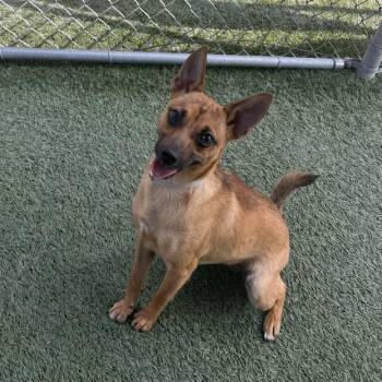 Wanda -  Chihuahua and Mixed Breed Dog for Adoption in Hawthorne, California - Wanda | PetCurious