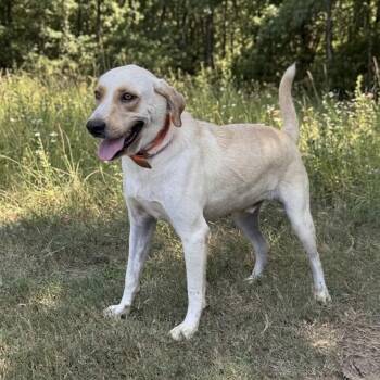 Mateo -  Labrador Retriever and Great Pyrenees Dog for Adoption in Caldwell, Texas - Mateo | PetCurious