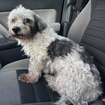 Big Tex -  Lhasa Apso and Mixed Breed Dog for Adoption in Salt Lake City, Utah - Big Tex | PetCurious