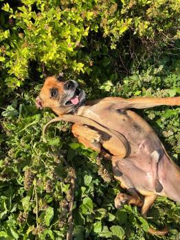 Jerry -  Chihuahua Dog for Adoption in Mason City, Illinois - Jerry | PetCurious