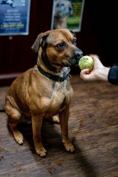 Rescue Pit Bull Terrier Dogs for Adoption in Frankfort, New York - Edison | PetCurious