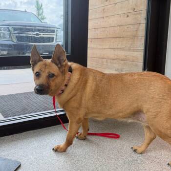 Terry -  Mixed Breed Dog for Adoption in Englewood, Florida - Terry | PetCurious