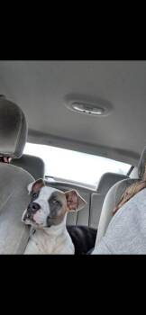 Mixed Breed Dogs Available for Adoption in Wyoming, Michigan - Bandit | PetCurious