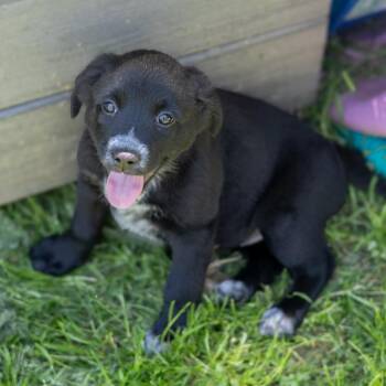 Black Labrador Retriever and Australian Cattle Dog Blue Heeler Dogs Available for Adoption in Wilmington, Delaware - Audrey Hepburn | PetCurious