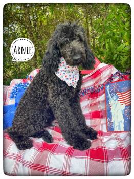 Arnie -  Standard Poodle Dog for Adoption in Sebring, Florida - Arnie | PetCurious