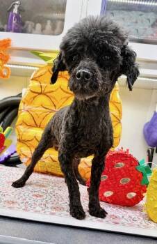 Miniature Poodle Dogs Available for Adoption in Tifton, Georgia - Bee | PetCurious