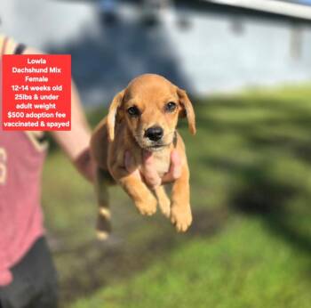 Lowla -  Dachshund Dog for Adoption in Oviedo, Florida - Lowla | PetCurious