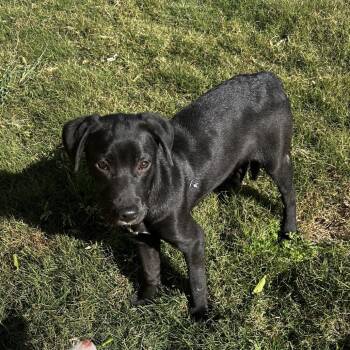 Black Labrador Retriever and Mixed Breed Dogs Available for Adoption in Escondido, California - Fletcher | PetCurious