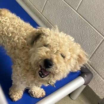 72031 -  Miniature Poodle Dog for Adoption in Harrisonburg, Virginia - 72031 | PetCurious