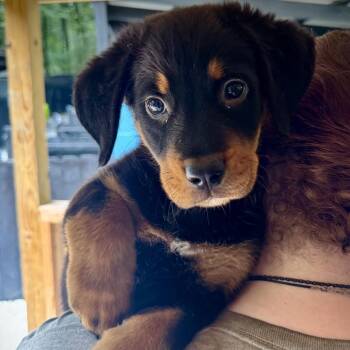 Dorinda -  Beauceron and Bernese Mountain Dog Dog for Adoption in Decatur, Georgia - Dorinda | PetCurious