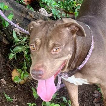 Hazello (20260916-08) -  American Bulldog Dog for Adoption in Niagara Falls, Ontario - Hazello (20260916-08) | PetCurious