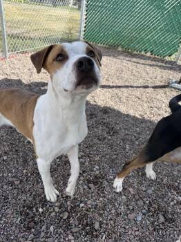 Hobbes -  Mixed Breed Dog for Adoption in Black Eagle, Montana - Hobbes | PetCurious
