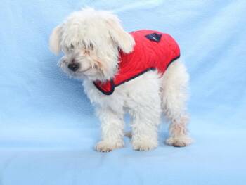 Rescue Maltese and Poodle Dogs for Adoption in Burbank, California - BUBBA | PetCurious