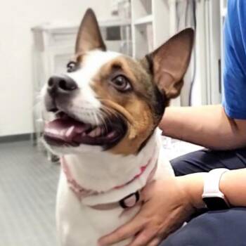 Paige -  American Staffordshire Terrier and Mixed Breed Dog for Adoption in Corpus Christi, Texas - Paige | PetCurious