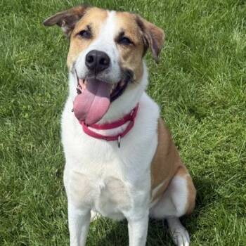 Folgers -  Mixed Breed Dog for Adoption in East Montpelier, Vermont - Folgers | PetCurious
