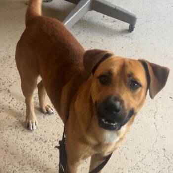 Black Mouth Cur Dogs Available for Adoption in Wiggins, Mississippi - Brady | PetCurious